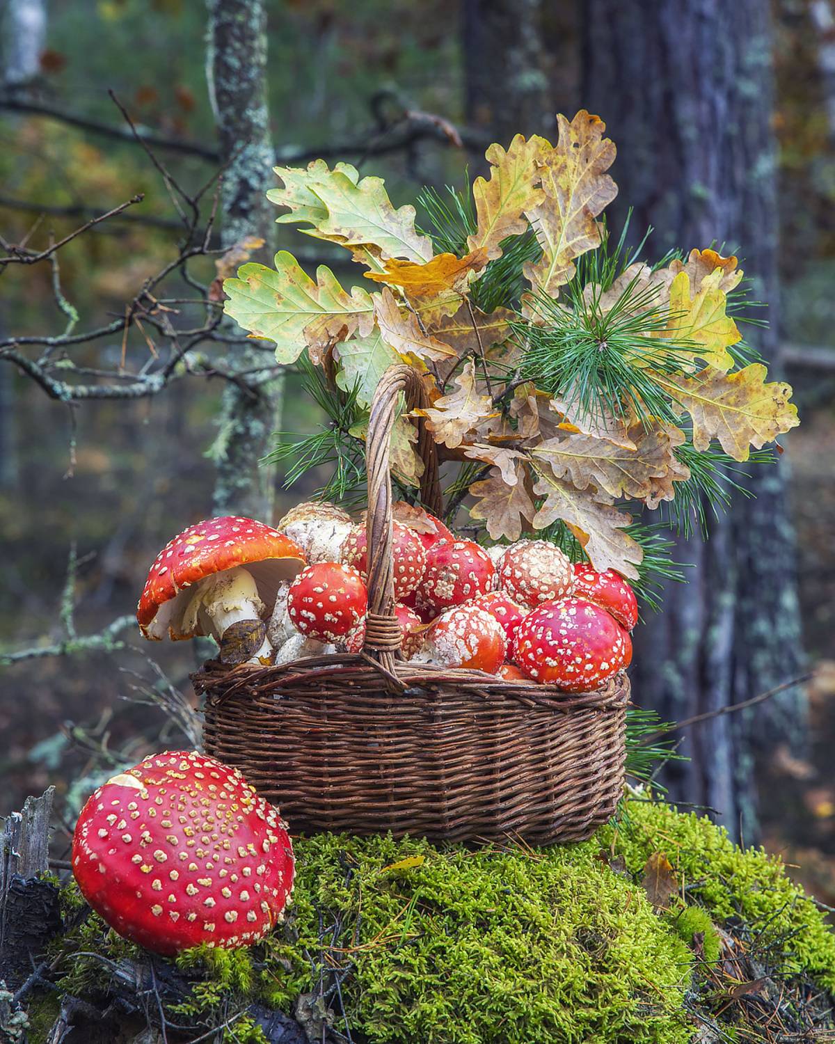натюрморт, пленэр, грибы, лес, мухоморы, Приходько Ирина