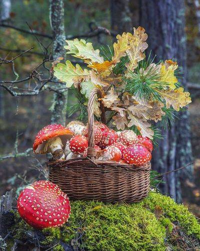 Одни мухоморы