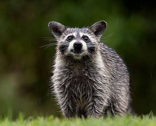 Wet Raccoon. Енот-полоскун
