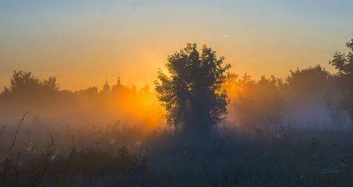 Летнее утро в поле.