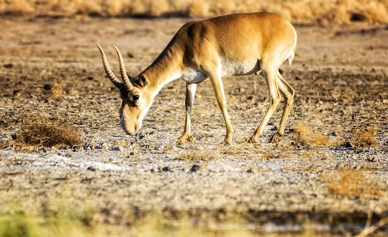 сайгак,заказник,утро. Красавец сайгак. фото превью