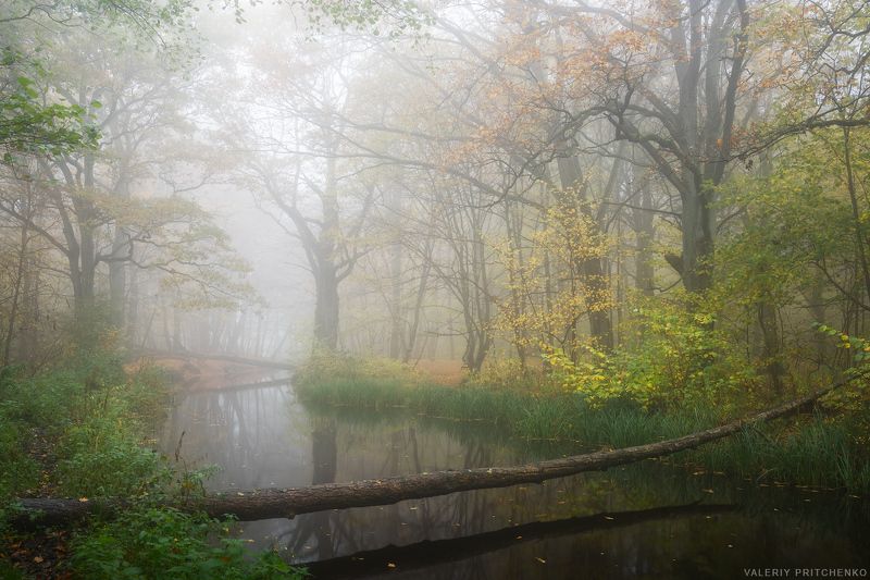 осень, природа, пейзаж, тишина, безмолвие, спокойствие, утро, туман, октябрь, landscape, nature, calm, autumn, morning Безмолвие осеннего утра фото превью