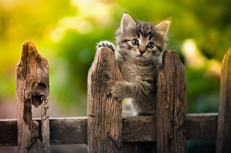 *** фото превью