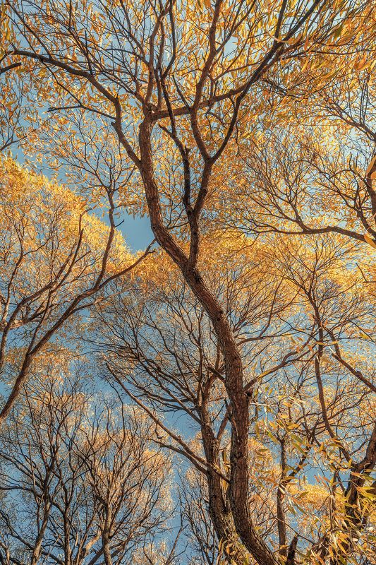 осень, золотая осень, autumn  фото превью