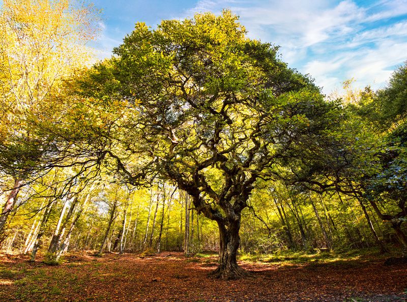 700-year old hornbeam tree фото превью