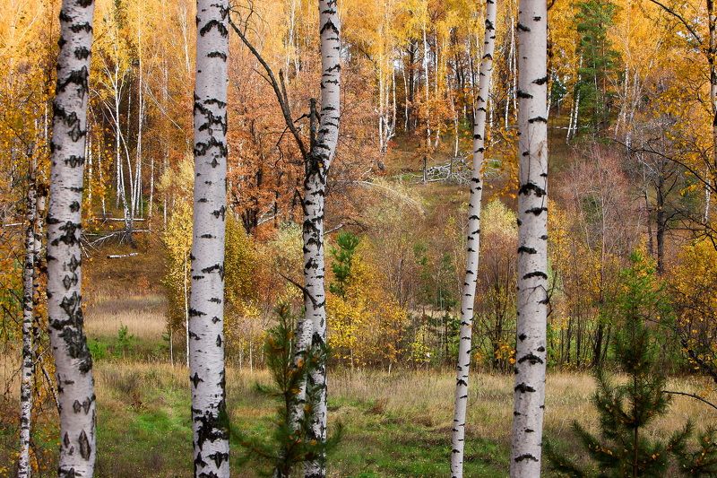 **** фото превью
