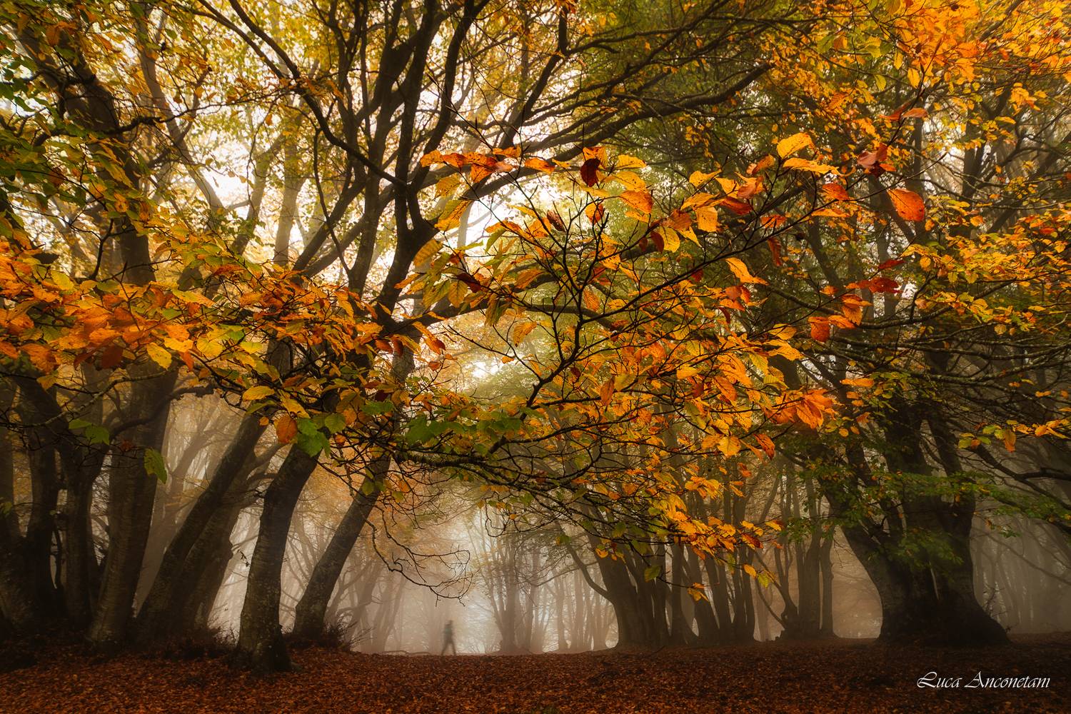 woods autumn landscape nature shadow man trees leaves marche region italy, Anconetani Luca