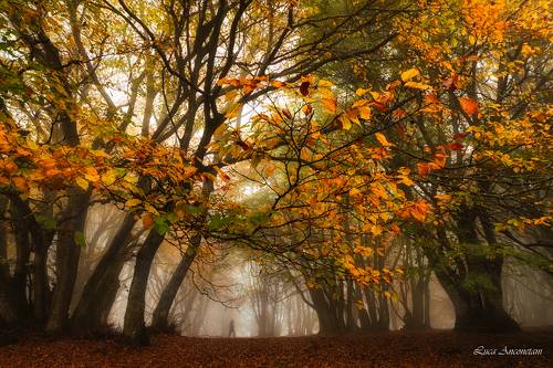 Walking in the woods