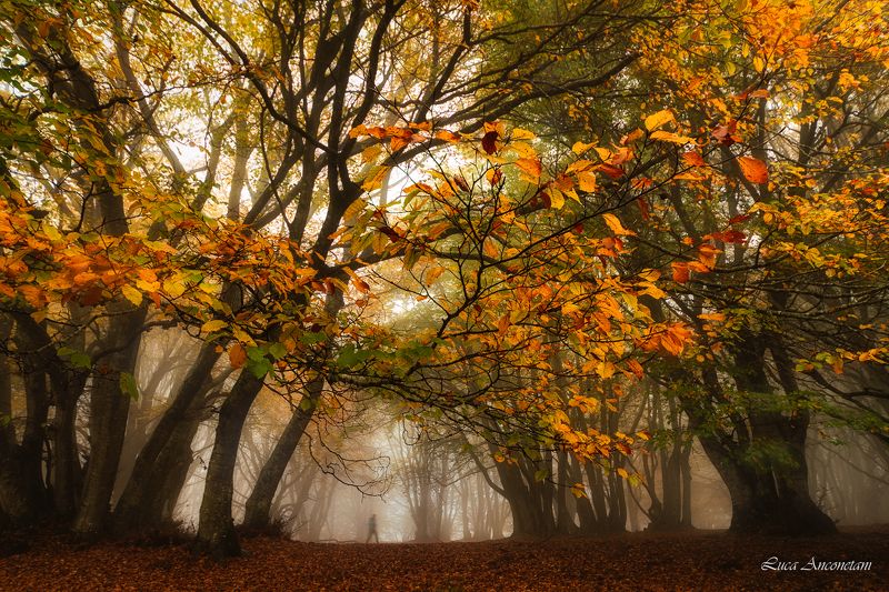 Walking in the woods фото превью