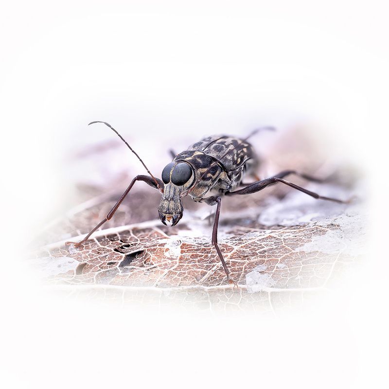 anthribidae sp., ложнослоники Ложнослоник фото превью