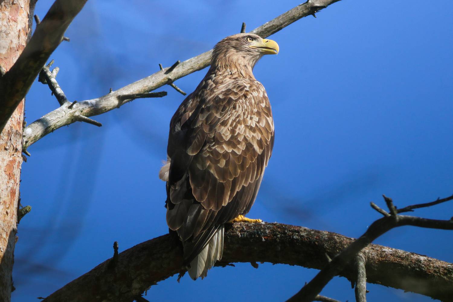 орлан-белохвост, орлан, haliaeetus albicilla, white-tailed eagle, eagle, куршская коса, куршский залив, Бондаренко Георгий