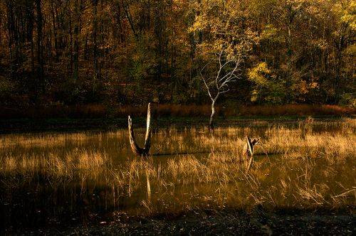 где-то в детстве здесь ловил больших карасей