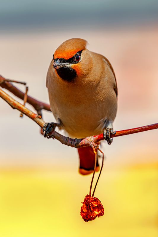 Свиристель и дикие яблочки. фото превью