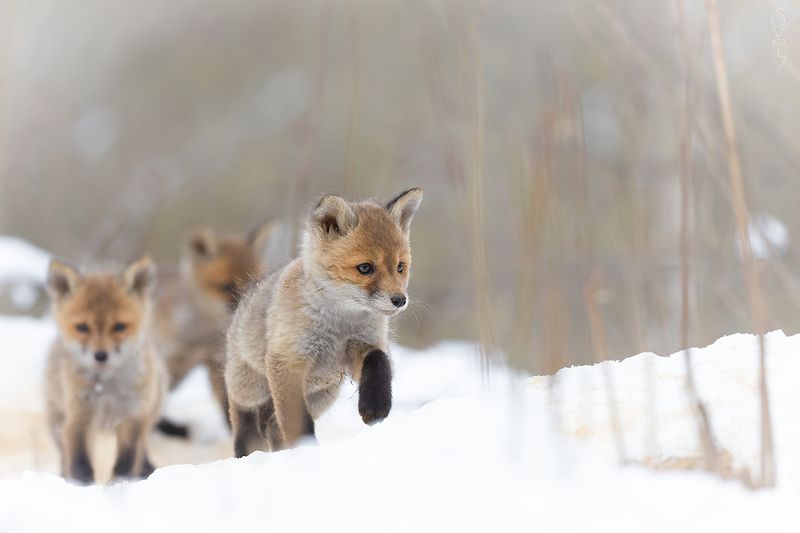 лисята искатели приключений фото превью