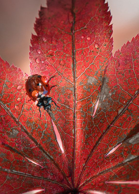 День длинных ножей фото превью