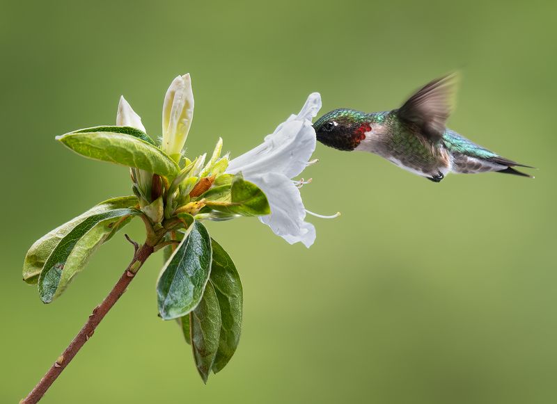 bird, humming, hummingbird, hummingbirds, hummer, rufous, nature, animals, wild, action, dynamic Am into you фото превью
