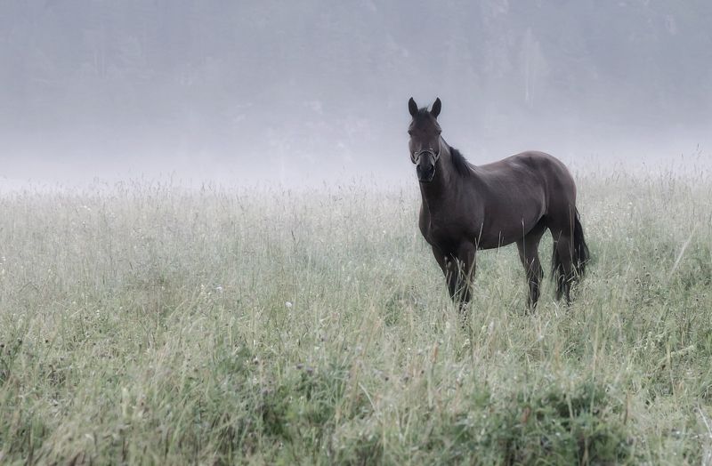 утро, туман, животный мир, лошадь, алтай Ранним утром фото превью