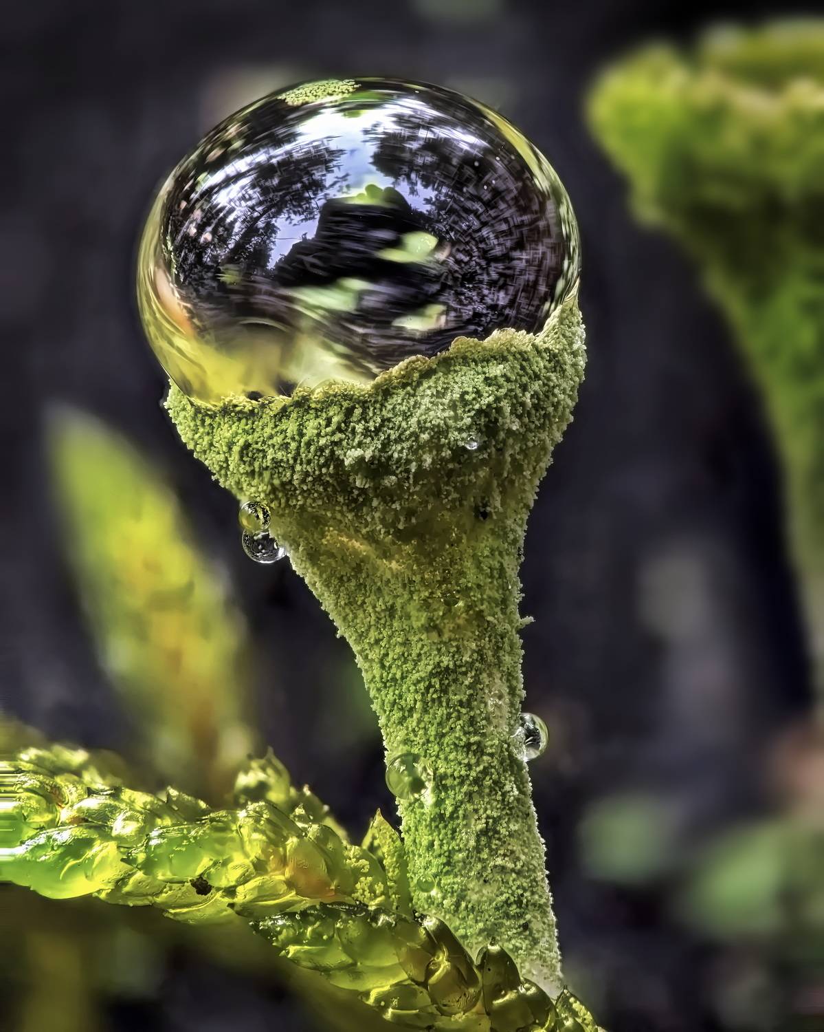 , Кузнецов Дмитрий