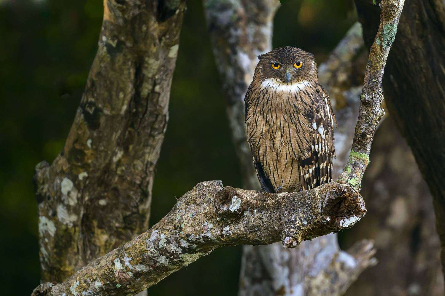 , Пупонин Сергей