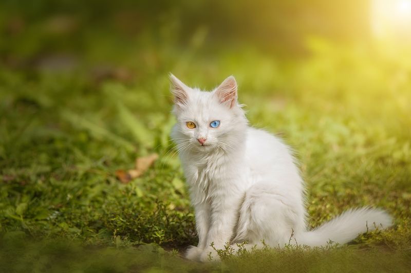 Кошка фото превью