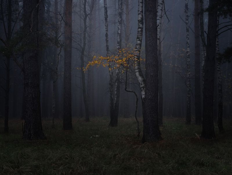 лес, свет, утро, природа *** фото превью