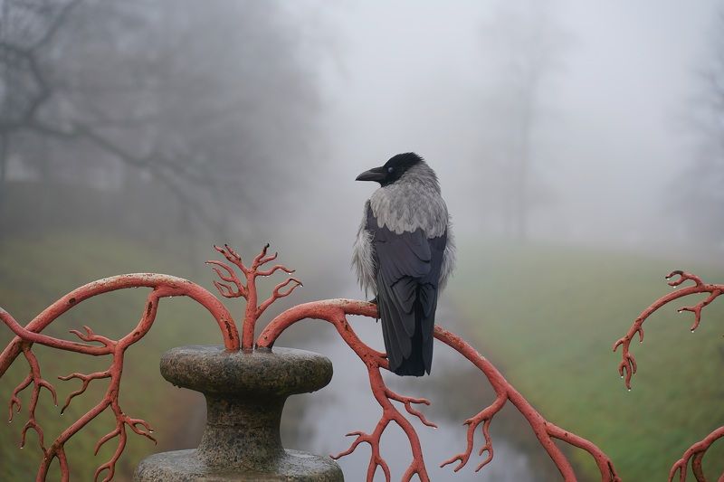 November фото превью