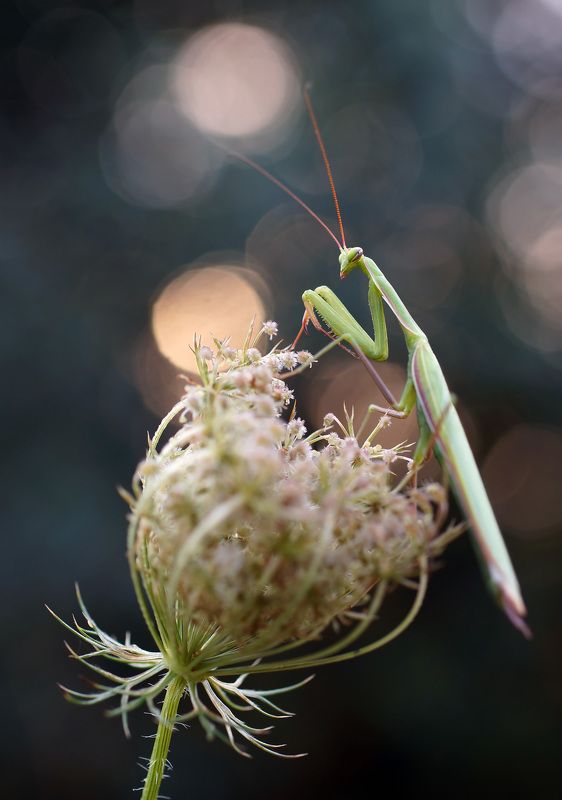 Богомол фото превью