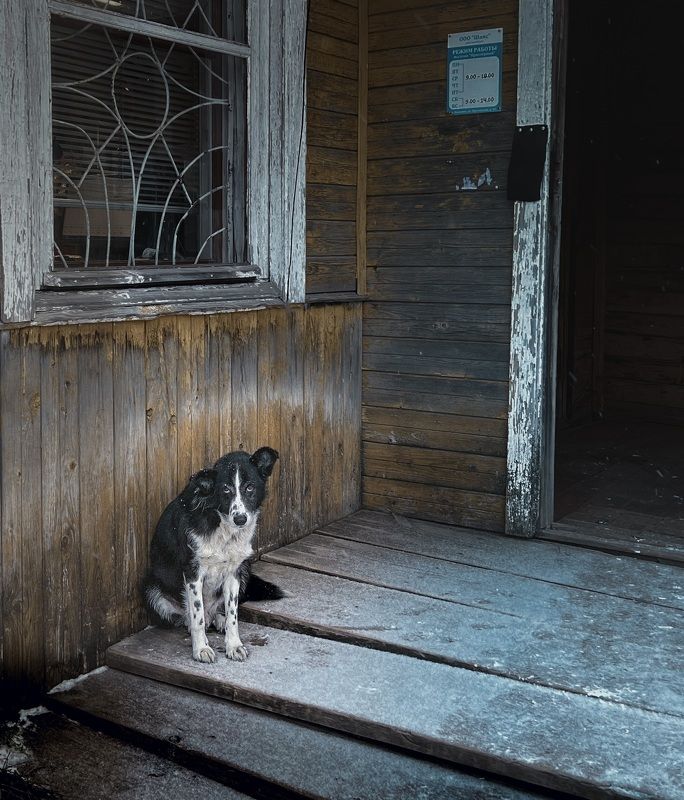 Жил-был пёс фото превью