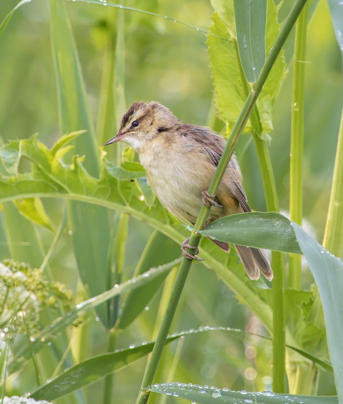 птицы Камышовка-барсучок фото превью