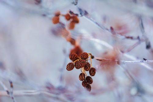 Серёжка ольховая