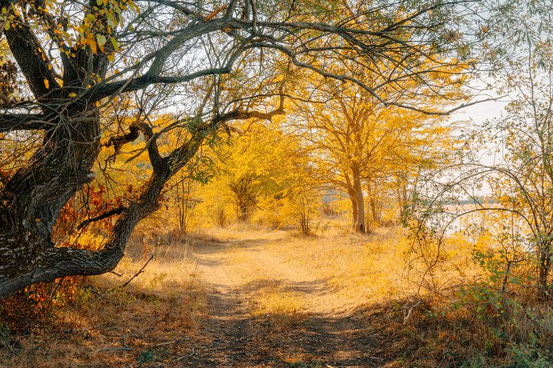 Дорога в осень фото превью