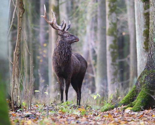 Пятнистый олень