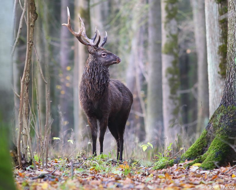 олень, олени, пятнистый олень Пятнистый олень фото превью