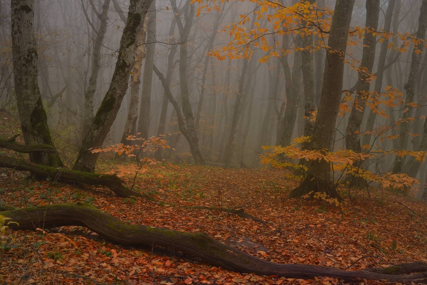 осень листва утро лес туман, Александр Жарников