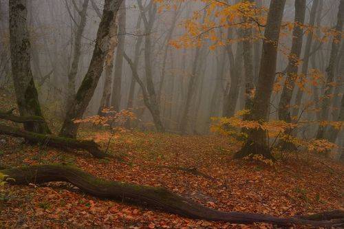 В осеннем лесу