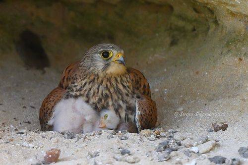 Обыкновенная пустельга с птенцами