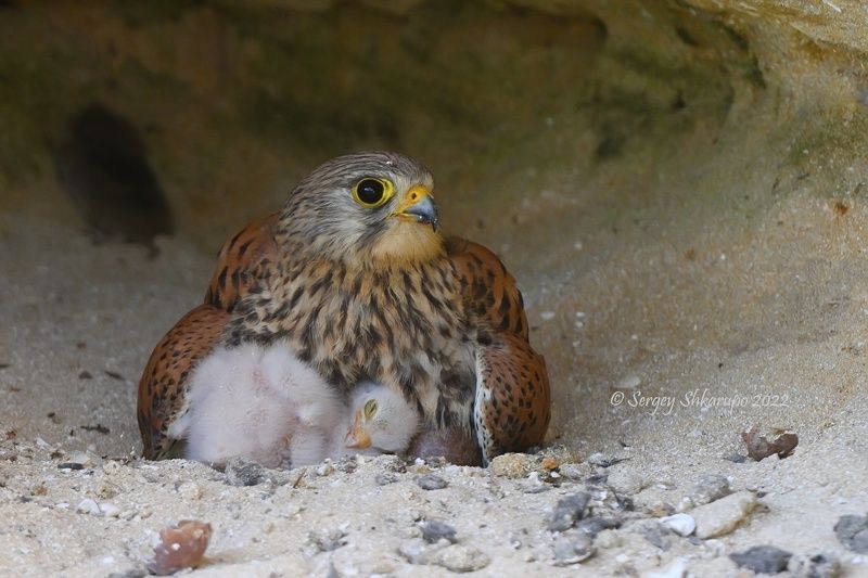 Обыкновенная пустельга с птенцами фото превью