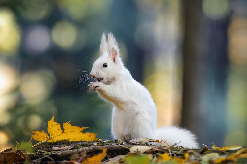 Белая белочка фото превью