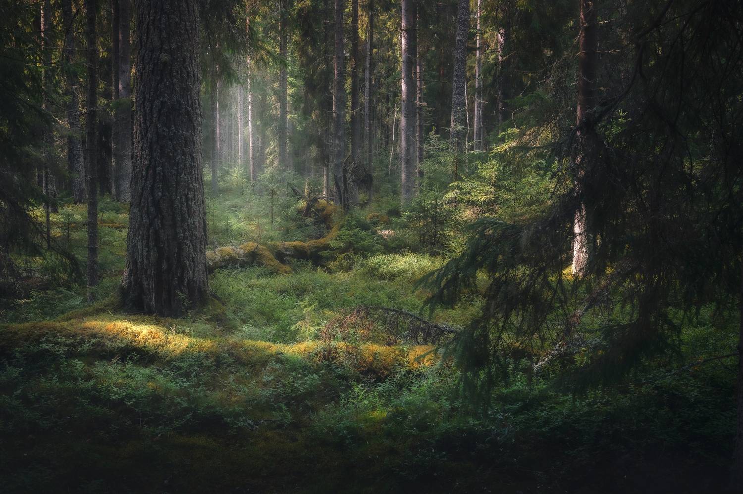 , Силантьев Даниил