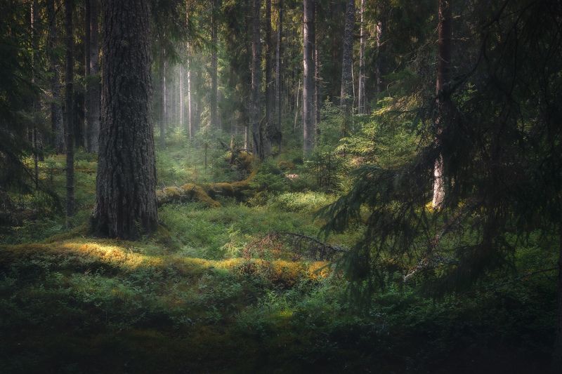 Лесной пейзаж фото превью