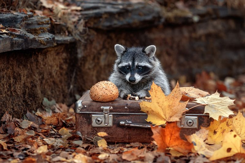 Завтрак на природе фото превью