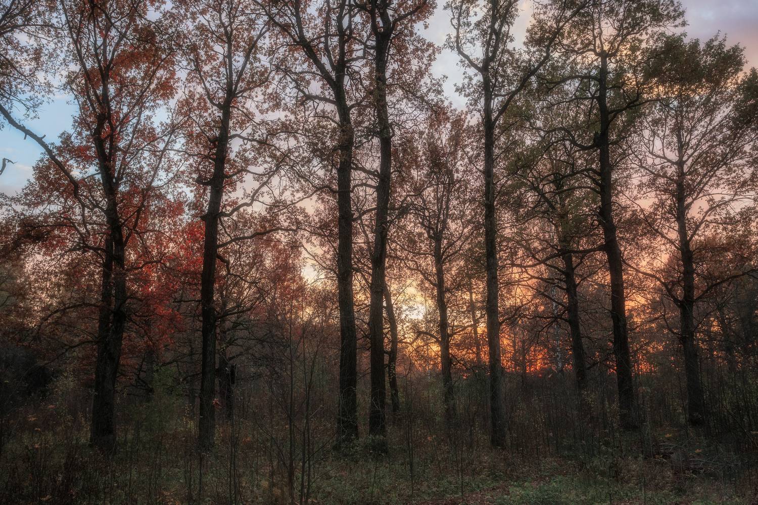 природа, закат, осенний закат, Московская область, пейзаж, осенний лес на закате, осень , Мартыненко Дмитрий