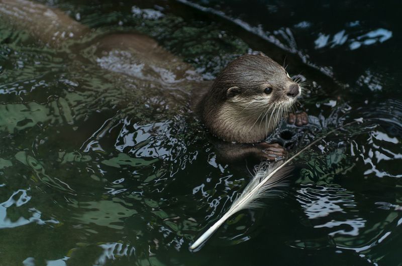 Лучше выдр могут быть только выдры :) фото превью