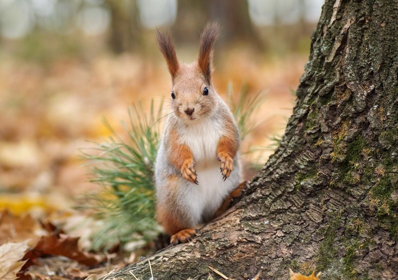 *** фото превью