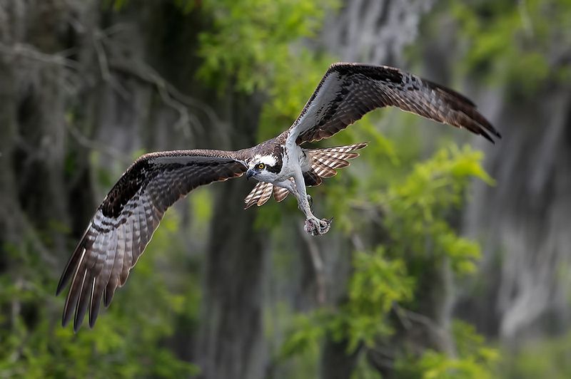 скопа, osprey, florida, флорида, хищные птицы, raptor Osprey - Скопа фото превью