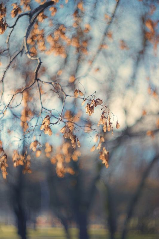 manyallens, autumn, helios, helios44_2, nature, leaf, dry leaf, природа Краски осени фото превью