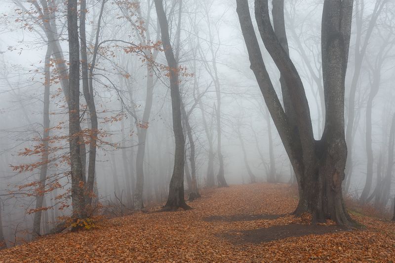 кавказ, туман, кизиловка, лес, осень Осенний лес фото превью