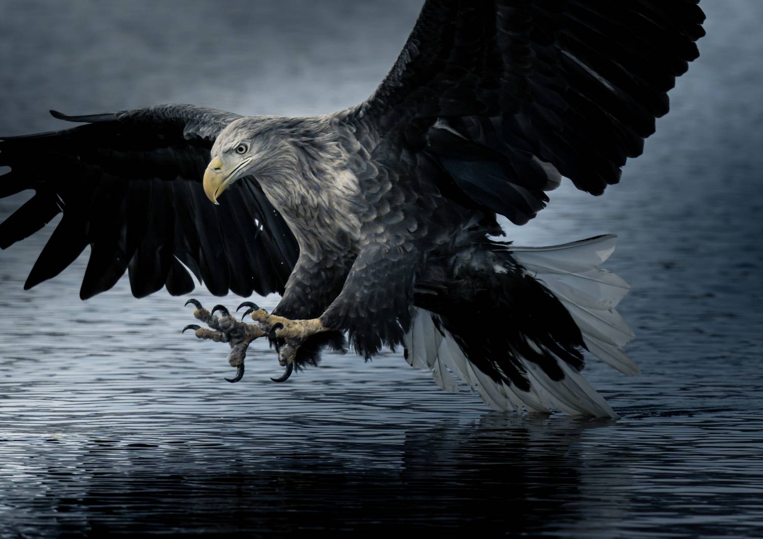 eagle, winter, sea, Utsunomiya Ryo