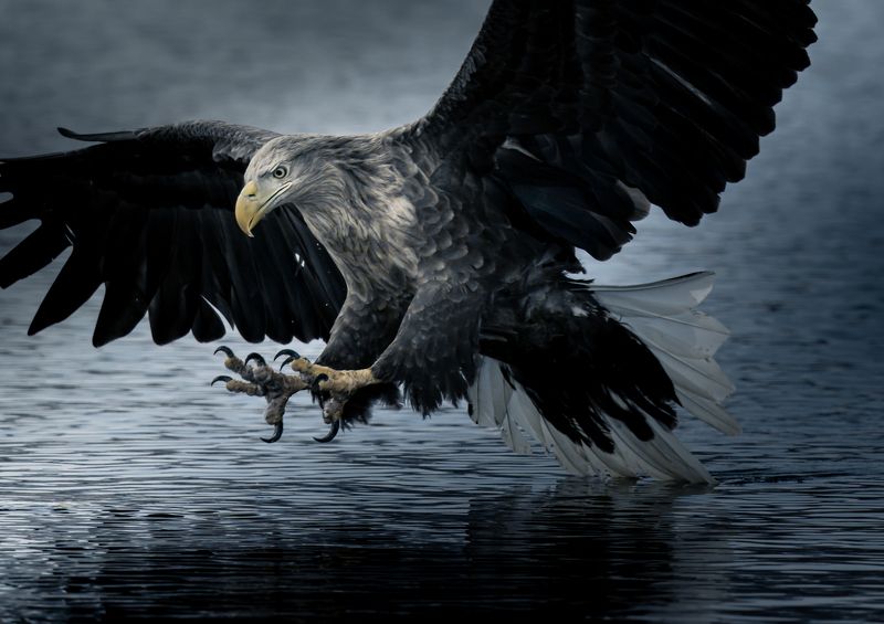 eagle, winter, sea fly down фото превью