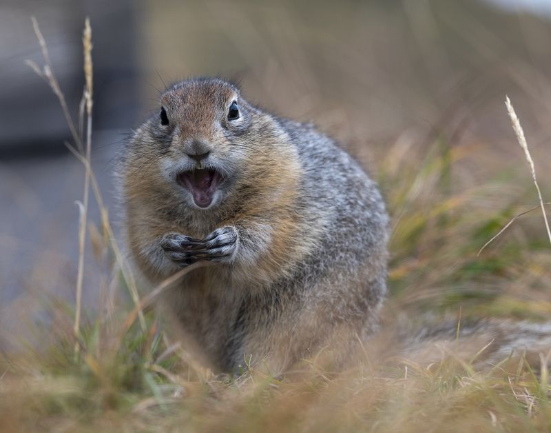 Видишь суслика? фото превью
